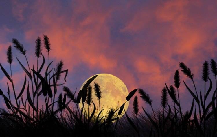 dame lune