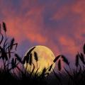 dame lune