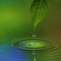 goutte de pluie