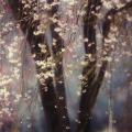 reflets