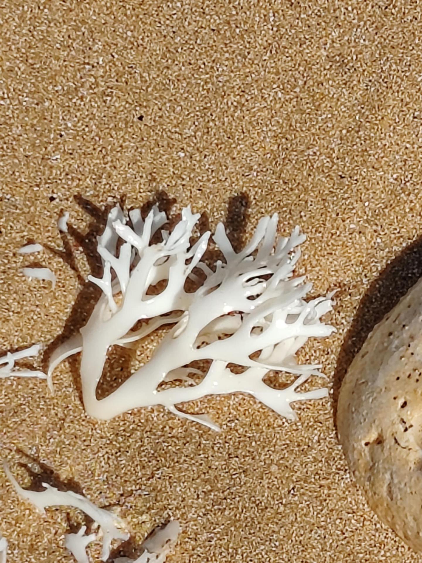 Algue blanche