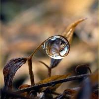 Bulle doree