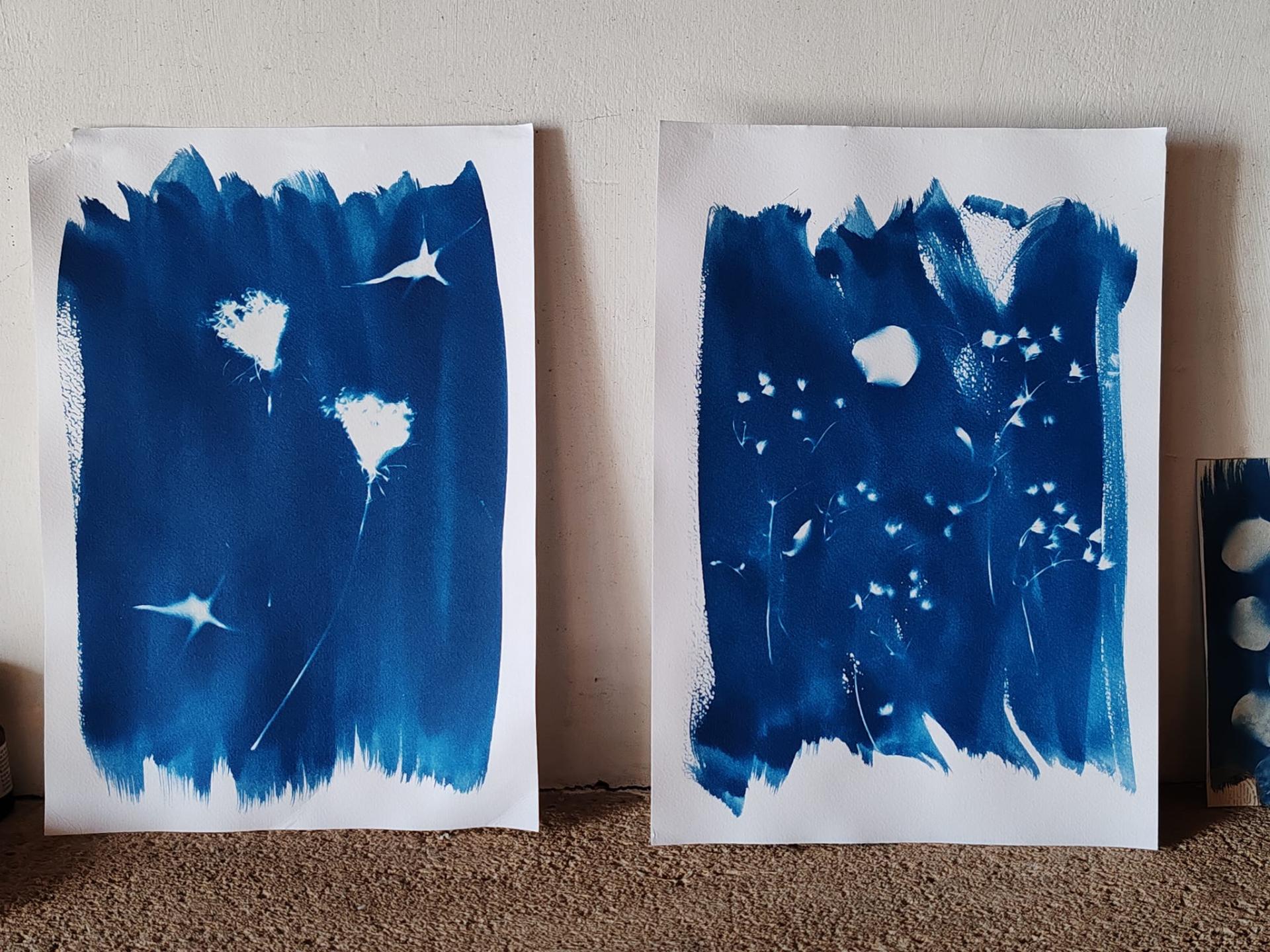 Cyanotypes non encadres