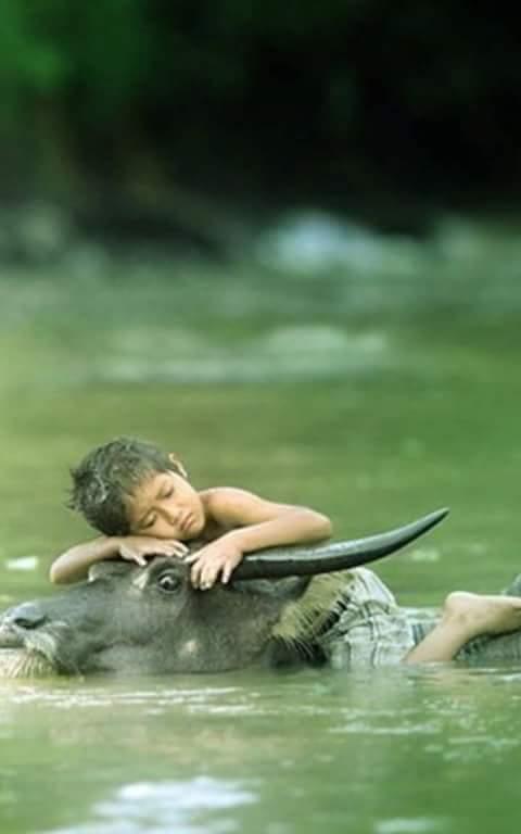 Enfant buffle deau