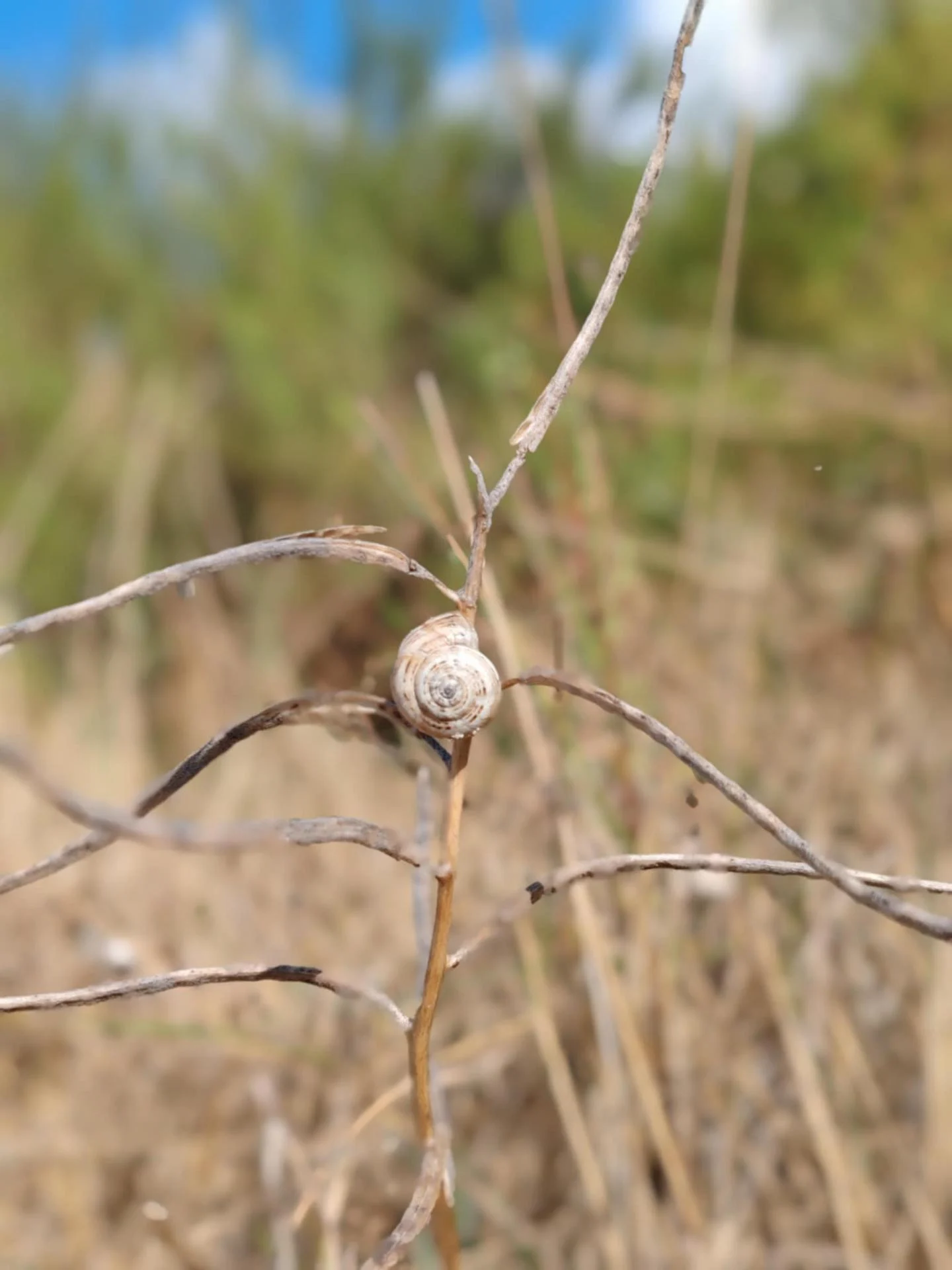 Escargot sur branche