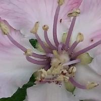 Etamines roses