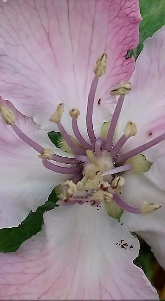Etamines roses