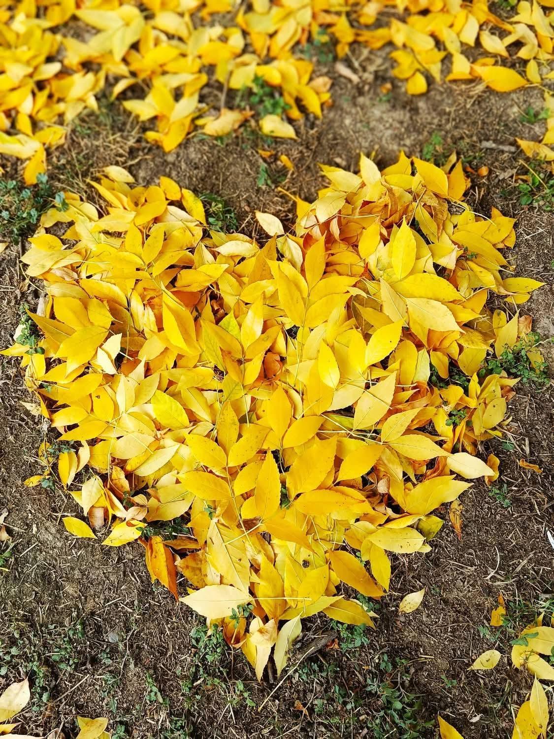 Feuilles d automne coeur jaune