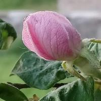 Fleur bouton rose