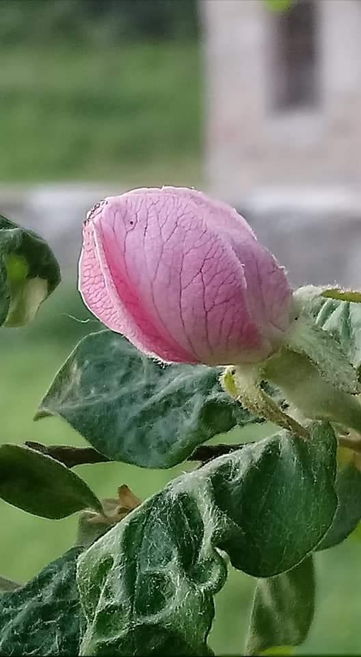 Fleur bouton rose