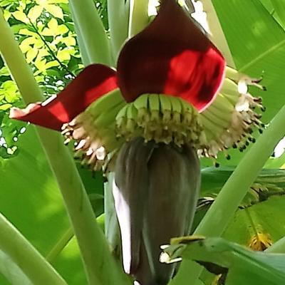 Fleur de bananier