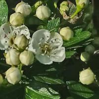 Fleurs blanches