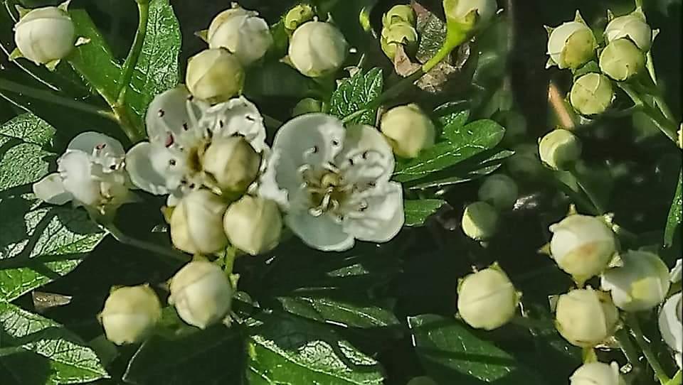 Fleurs blanches