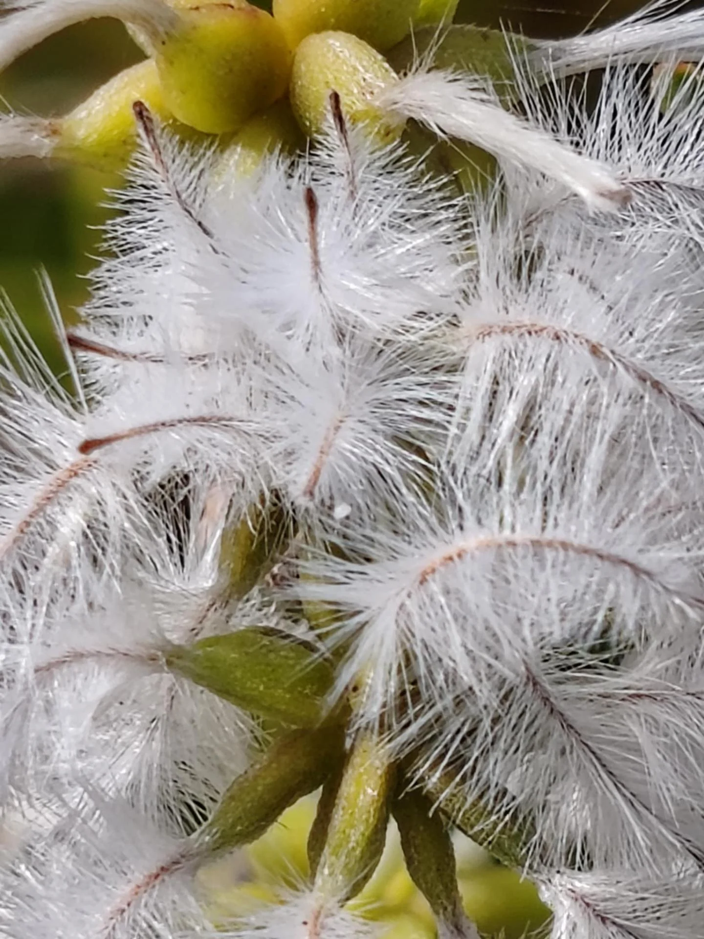 Fleurs de plume