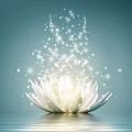 Lotus lumineux