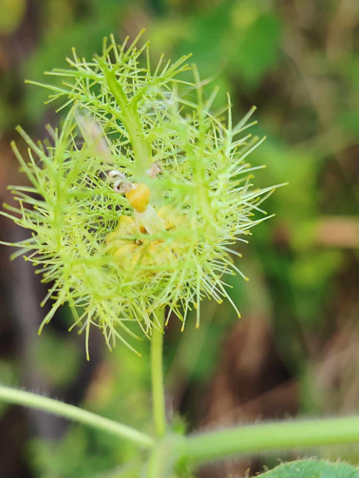 Passiflore bud