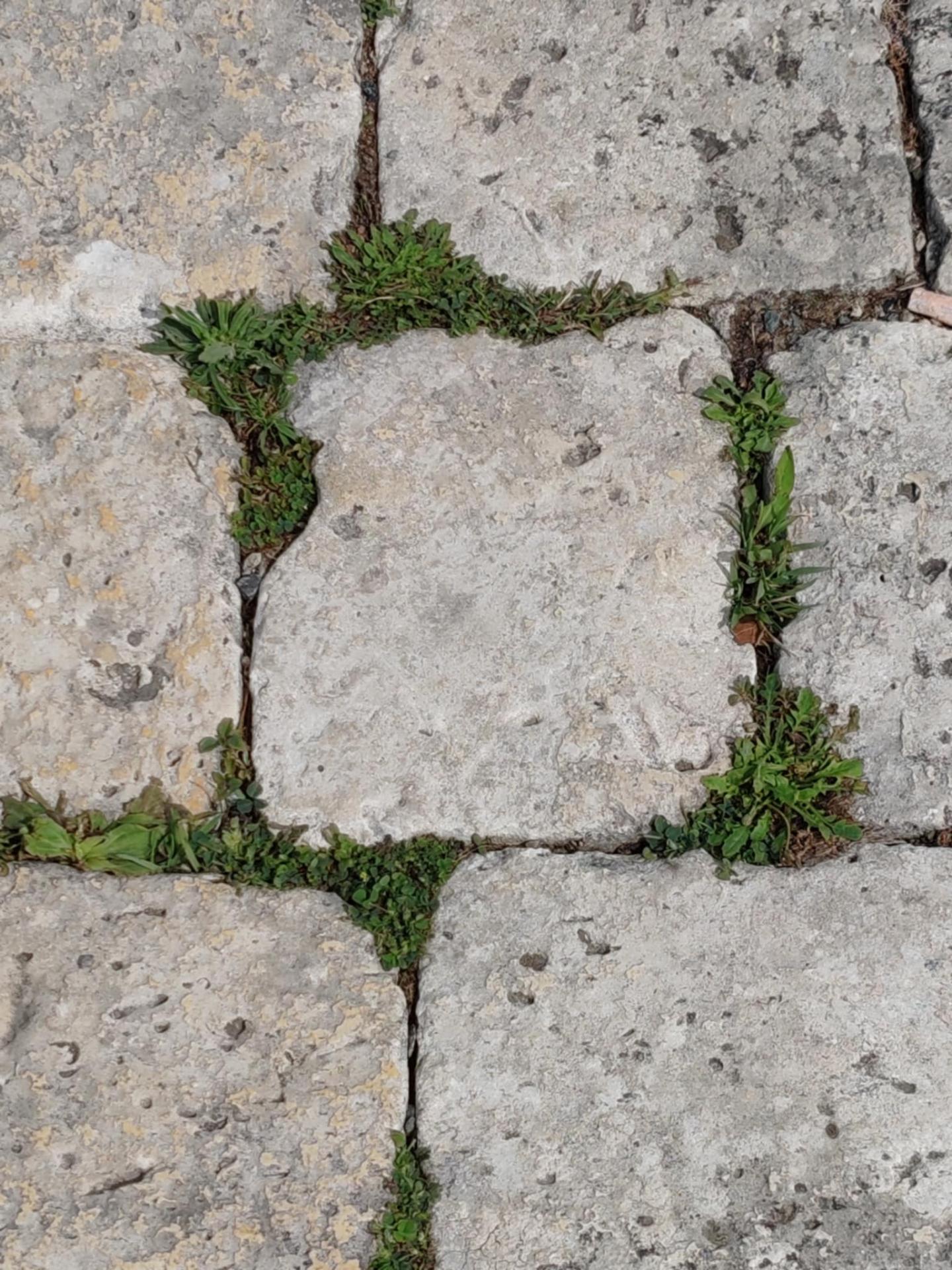 Paves du port